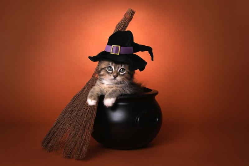 kociak Halloween Imiona Kotów