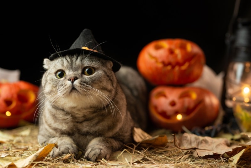 Kot na Halloween