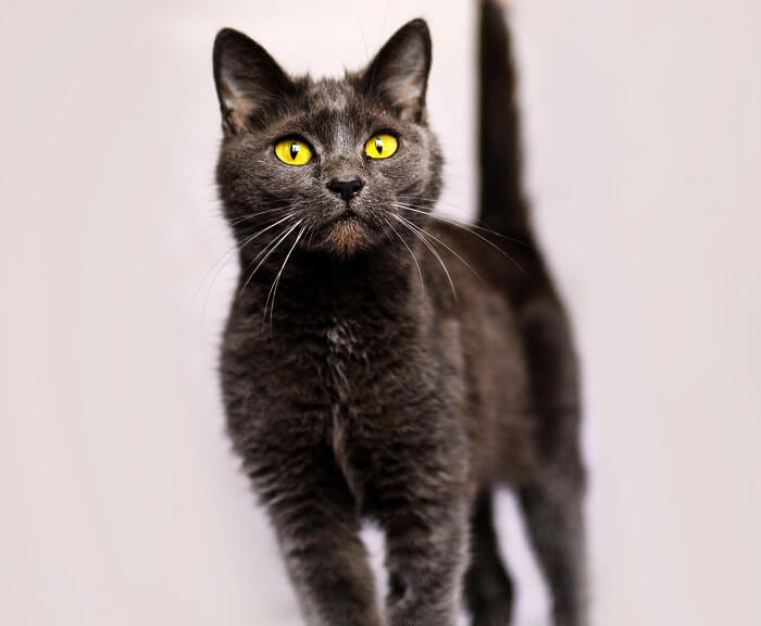 Image of Russian White Black And Tabby Cats