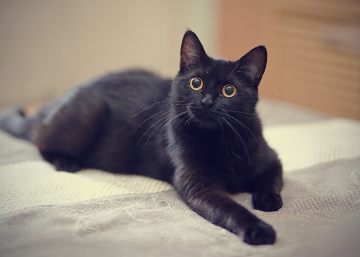Image of Cute Black Cat