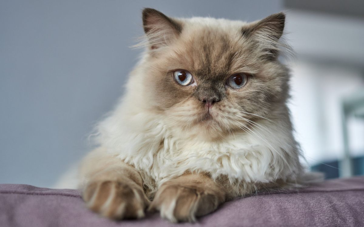 Image of Himalayan Cat