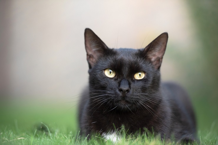 Image of BLACK CAT