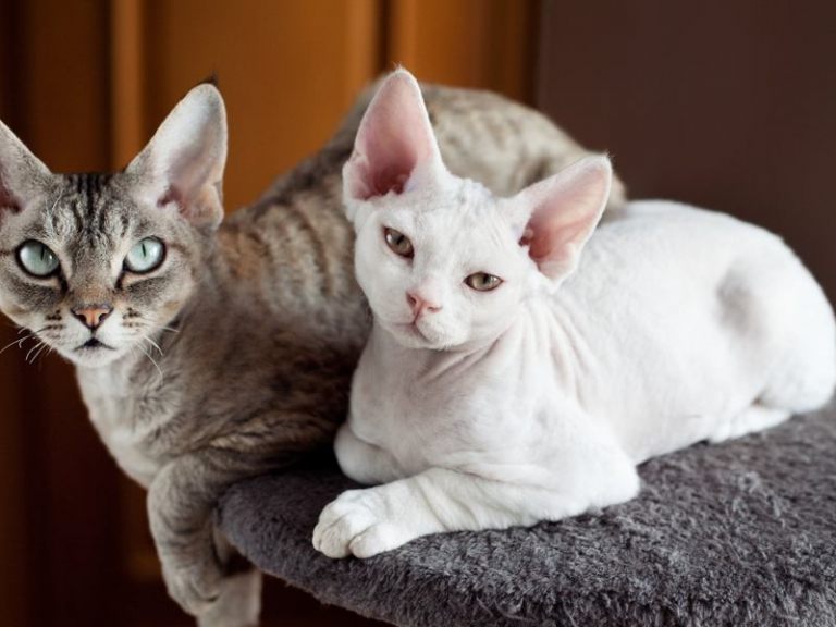 Lista ras kotów - rodzaje kotów - Cats.com