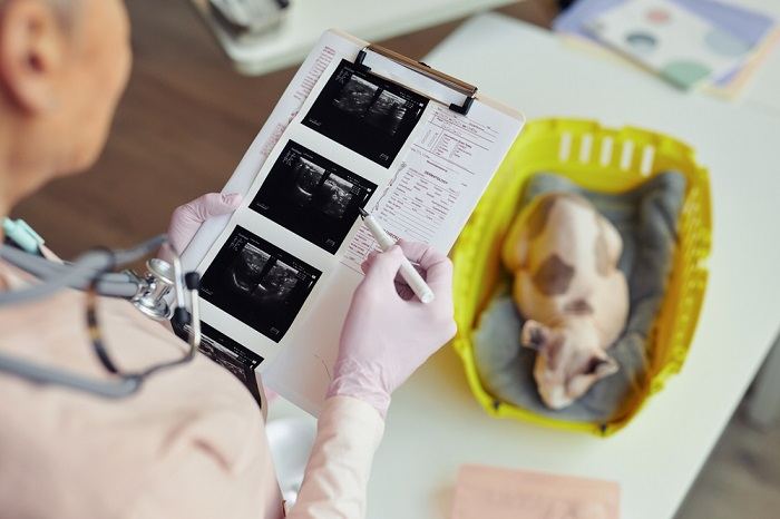 Image of Cat Ultrasound 2