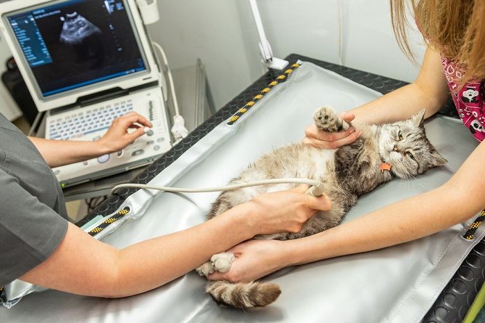 Image of Cat Ultrasound 3