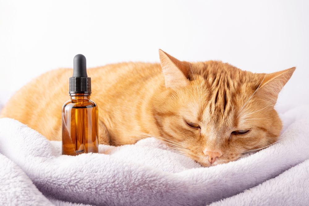 Image of Calming Aids For Cats