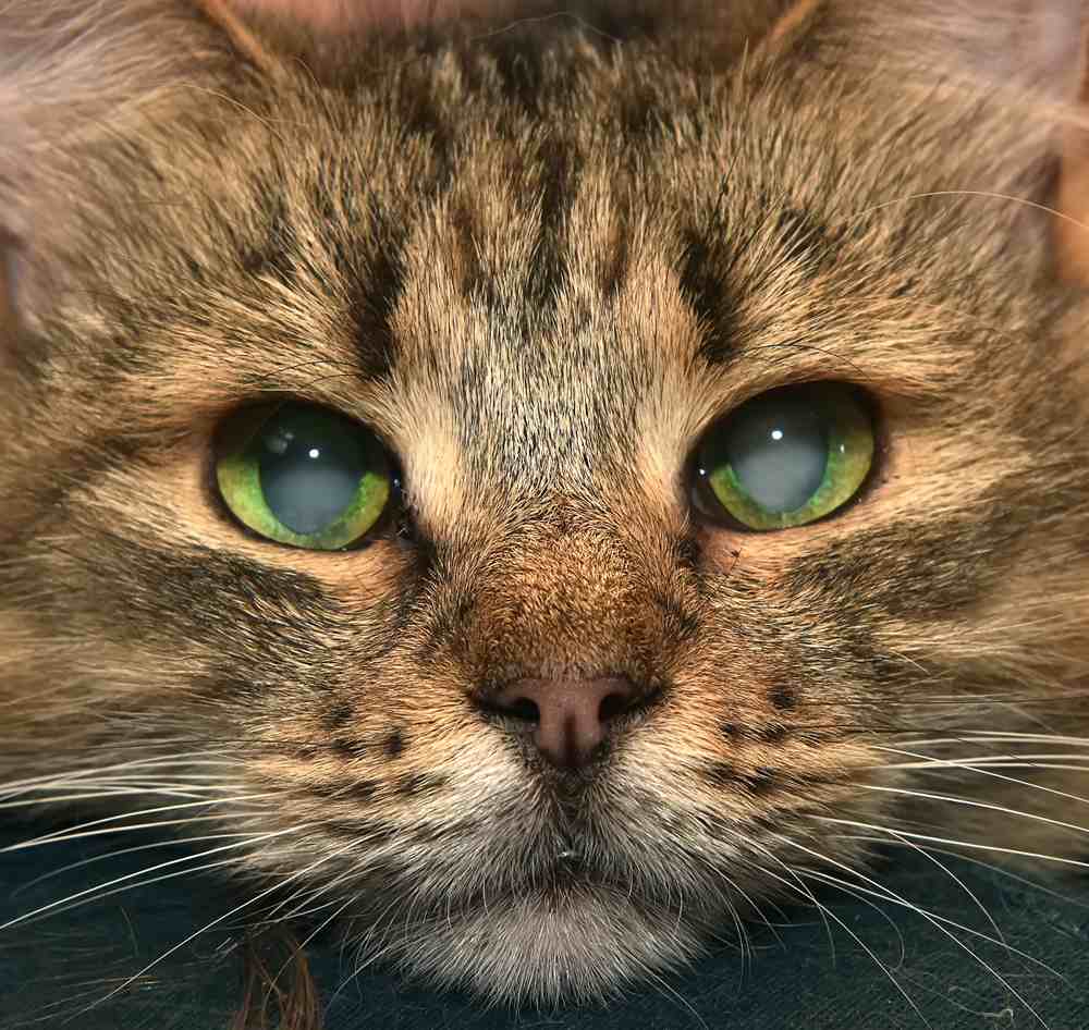 uroczy puszysty syberyjczyk z zaćmą