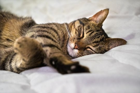 8 popularnych pozycji do spania dla kotów i co one naprawdę oznaczają