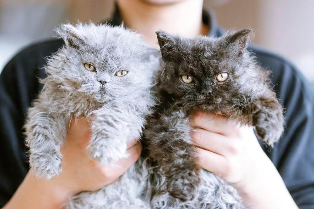 Osoba trzymająca dwa kocięta Selkirk Rex — jedno jasnoszare, a drugie ciemnoszare.