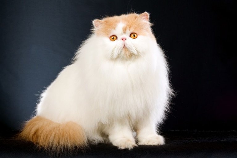 14-pi-knych-ras-kot-w-d-ugow-osych-cats