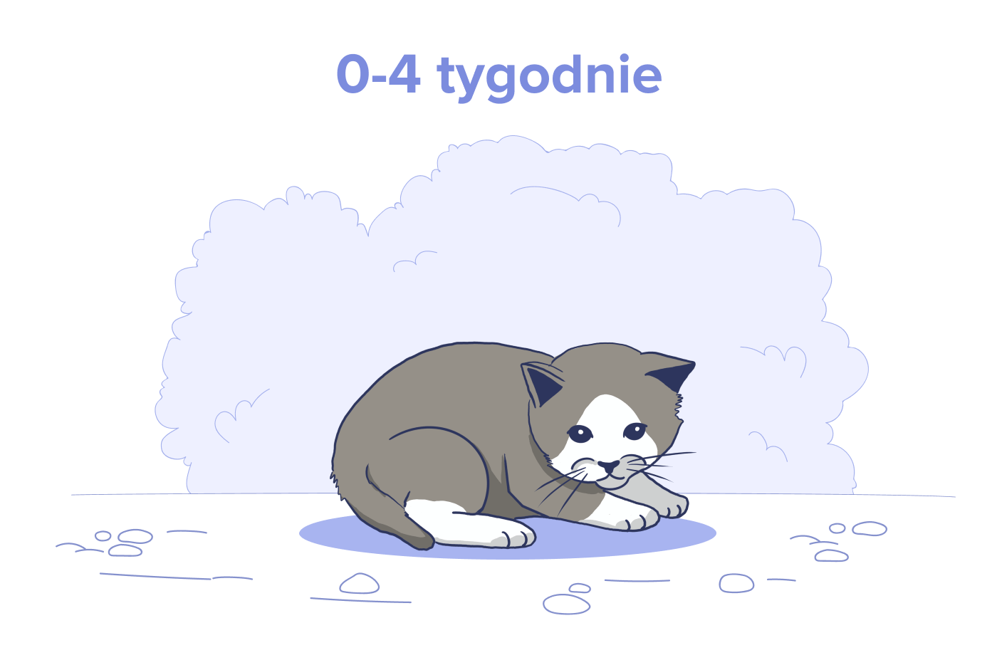 Noworodek Kociak, Wiek: 0 do 4 Tygodni