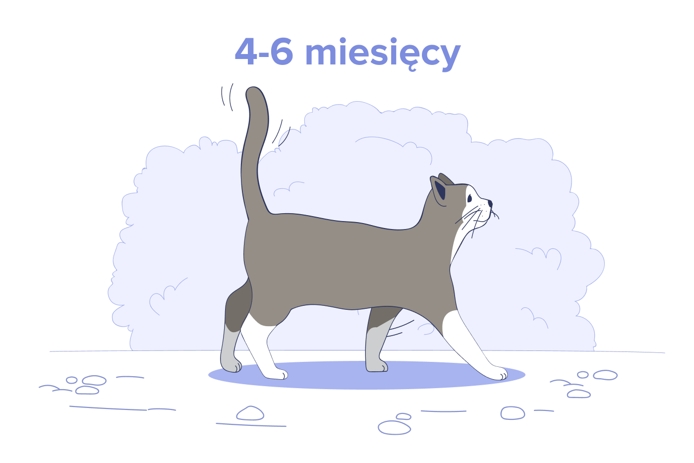 Kociak w wieku od 4 do 6 miesięcy
