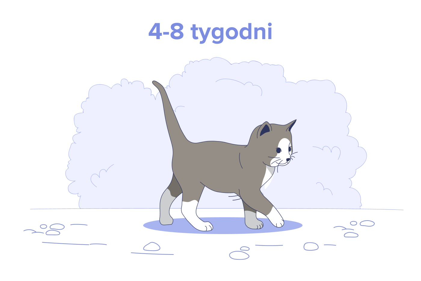 Kociak w wieku od 4 do 8 tygodni