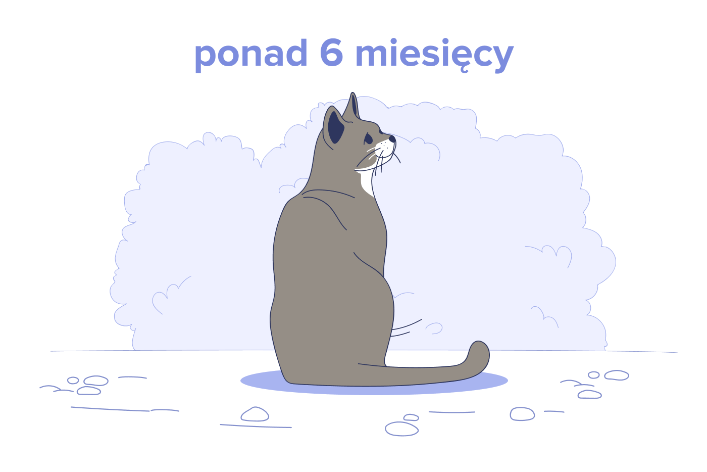 Koty w wieku od 6 miesięcy do 10 lat