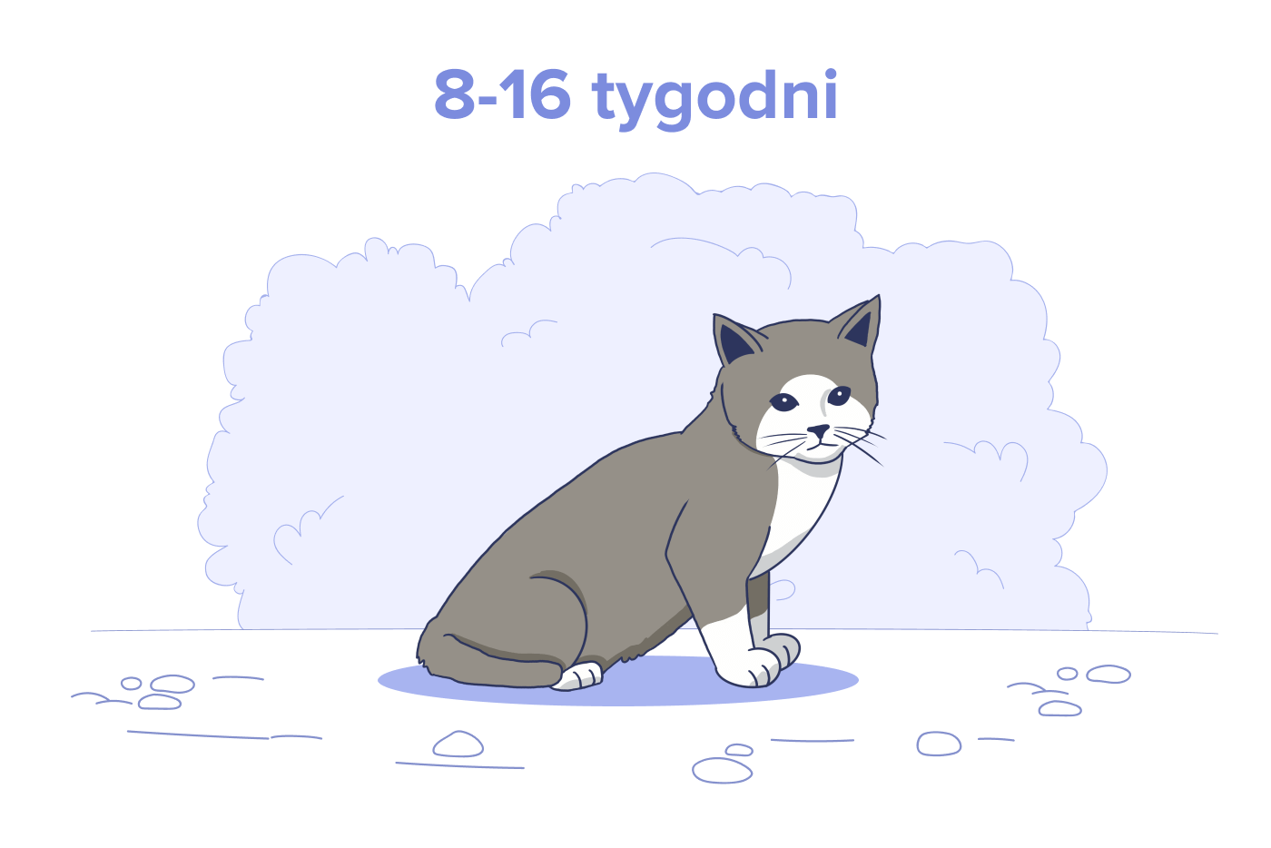 Kociak w wieku 8-16 tygodni