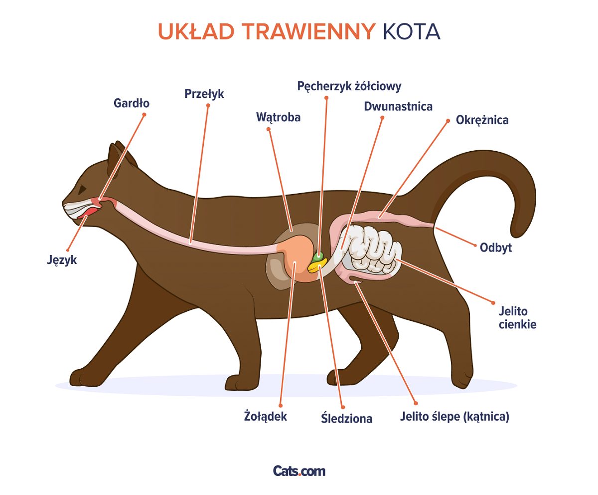 Anatomia układu pokarmowego u kotów