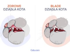 Bladość dziąseł u kotów