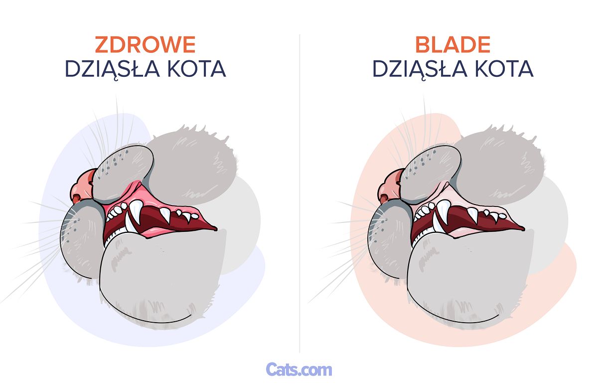 Bladość dziąseł u kotów