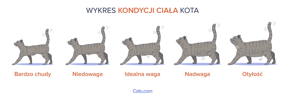 Tabela otyłości u kotów
