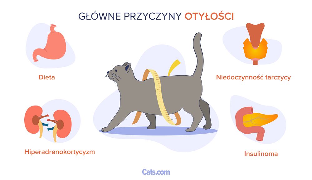 Główne przyczyny otyłości