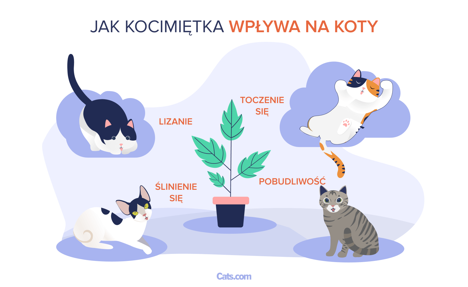 Jak kocimiętka działa na koty?