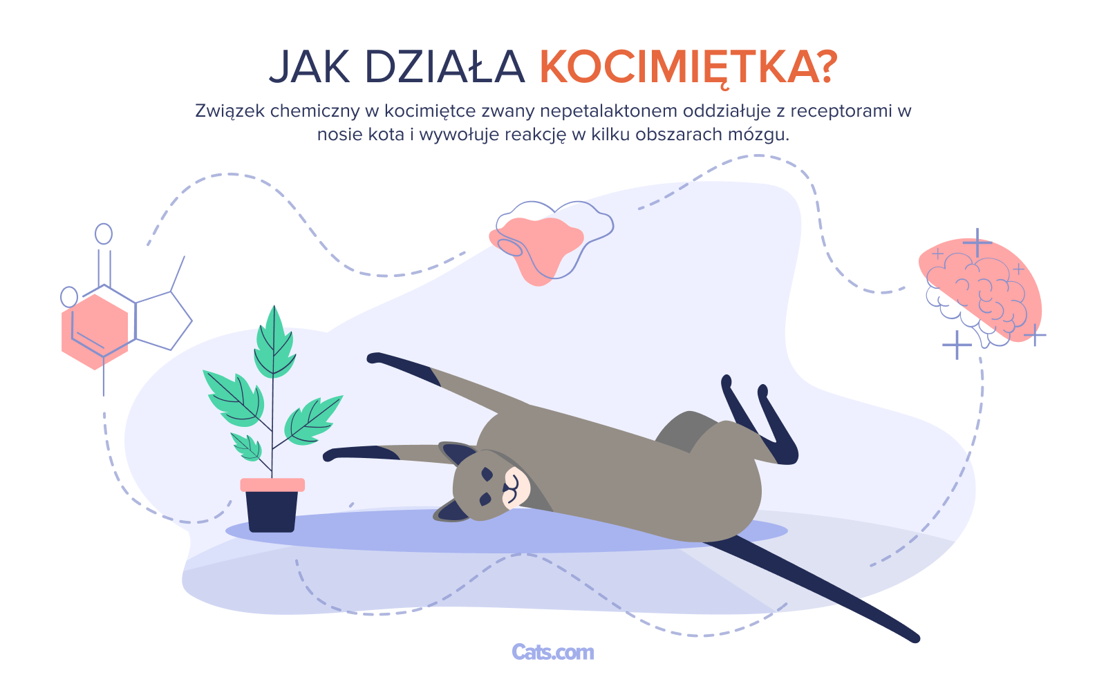 Jak działa kocimiętka?