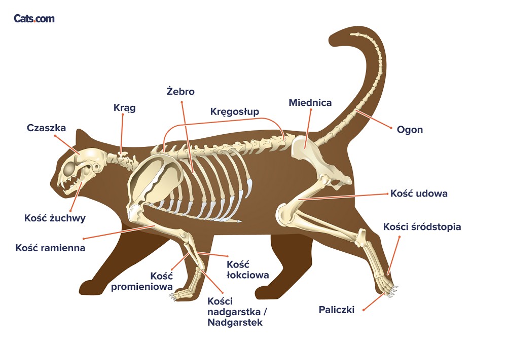 Ogon
