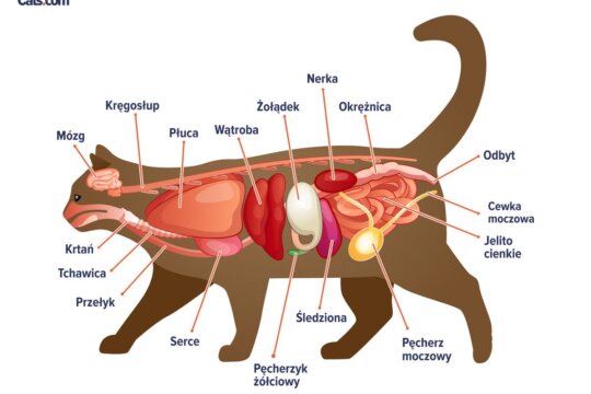 Przewodnik po anatomii kota