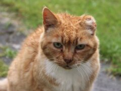 Rabies in Cats