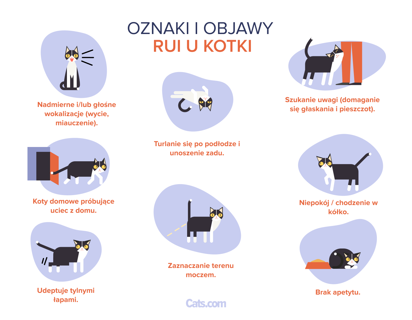 8 oznak, że Twoja kotka ma ruję