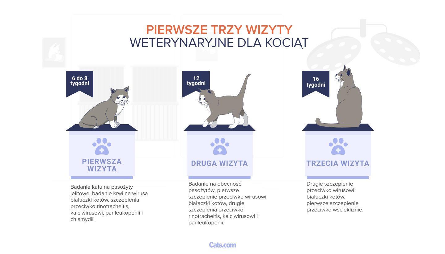 Pierwsze trzy wizyty u weterynarza w przypadku kociąt.