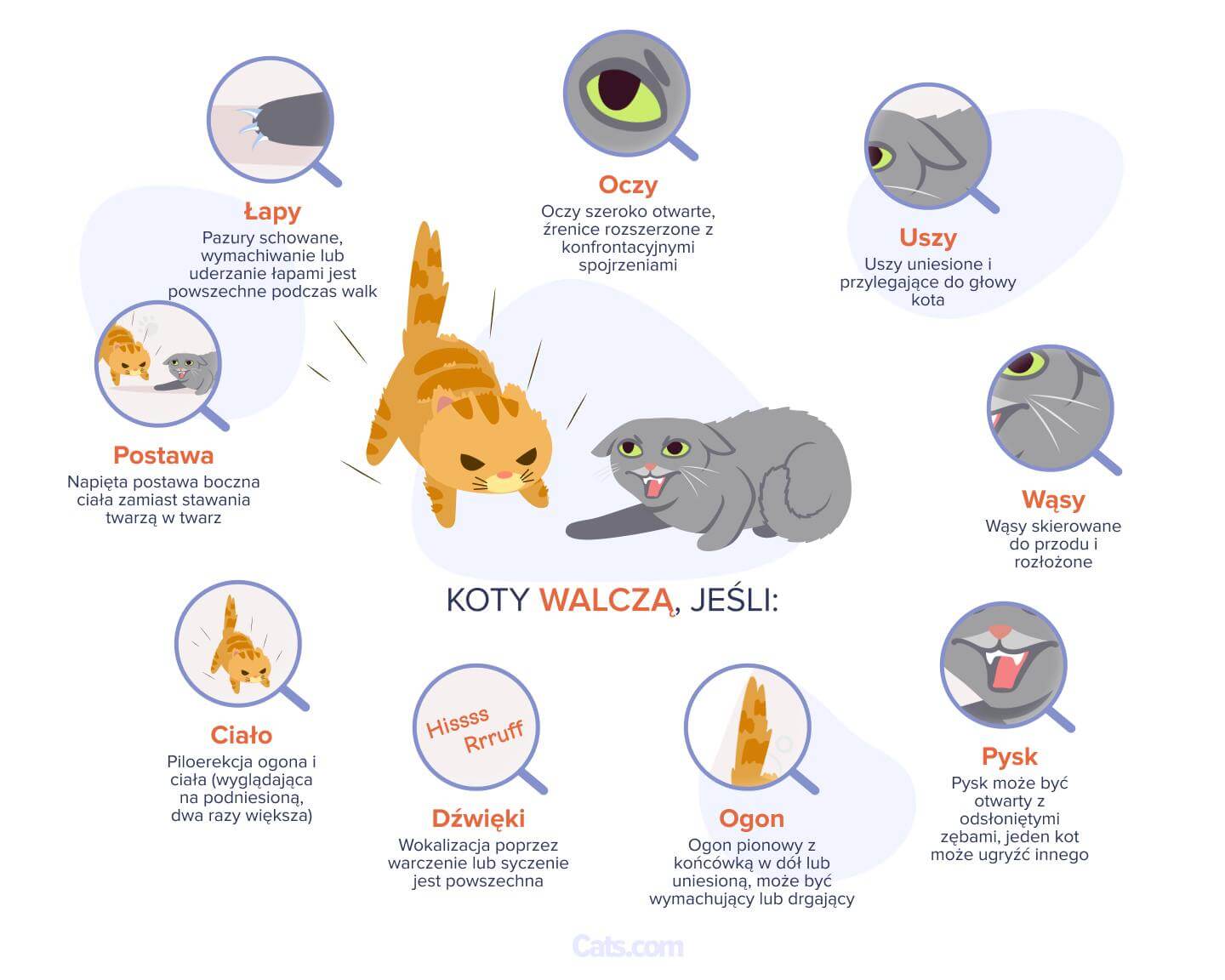 Znaki, że Twoje koty walczą