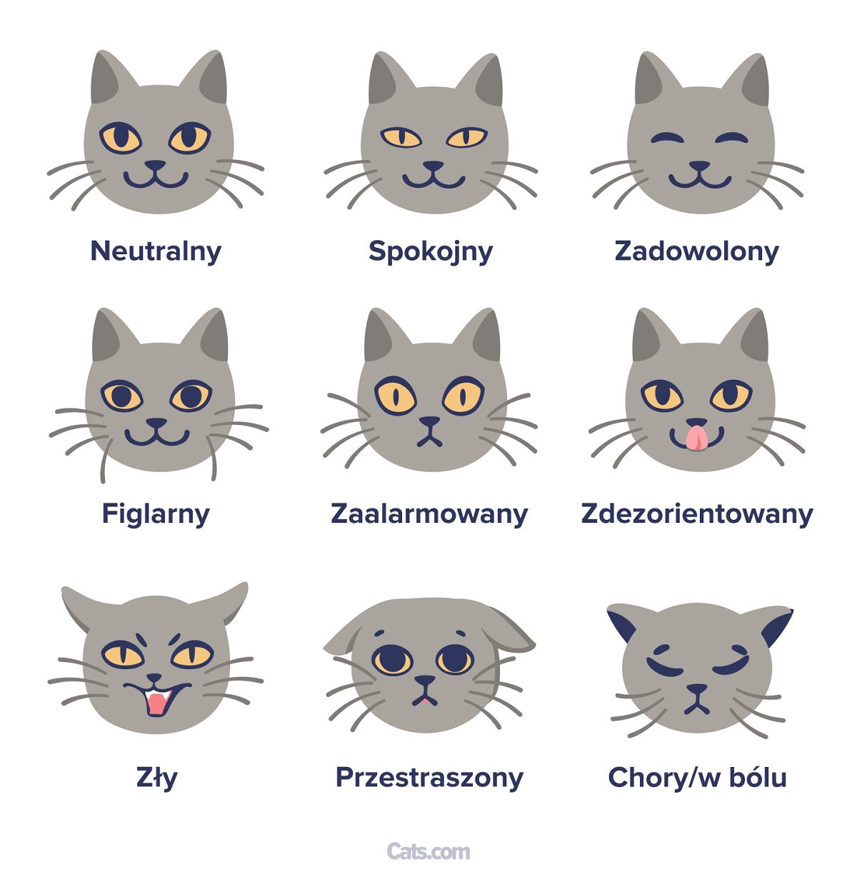 Wąsy