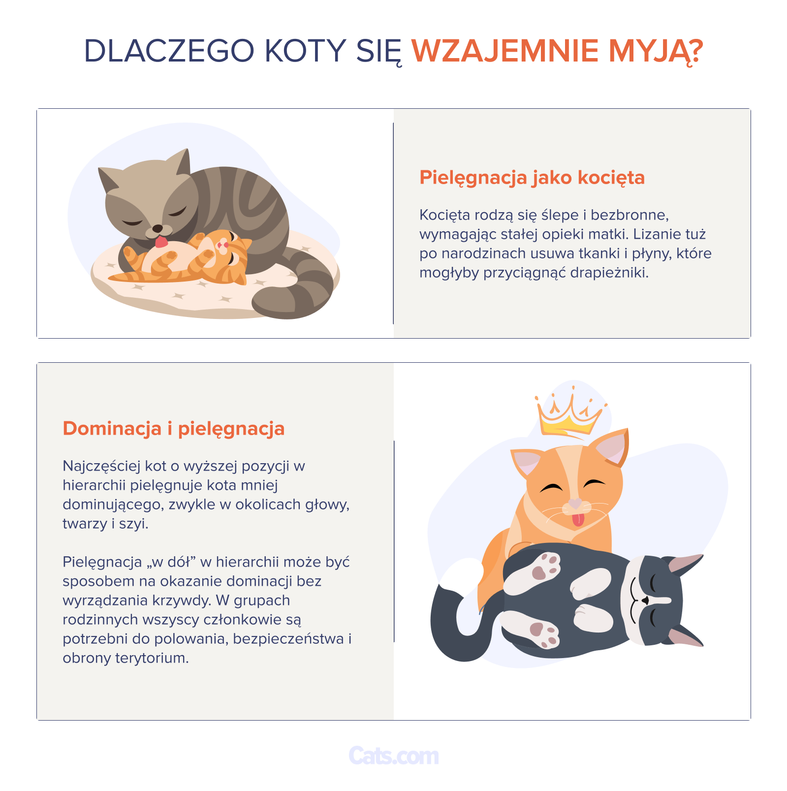 Dlaczego koty się liżą?