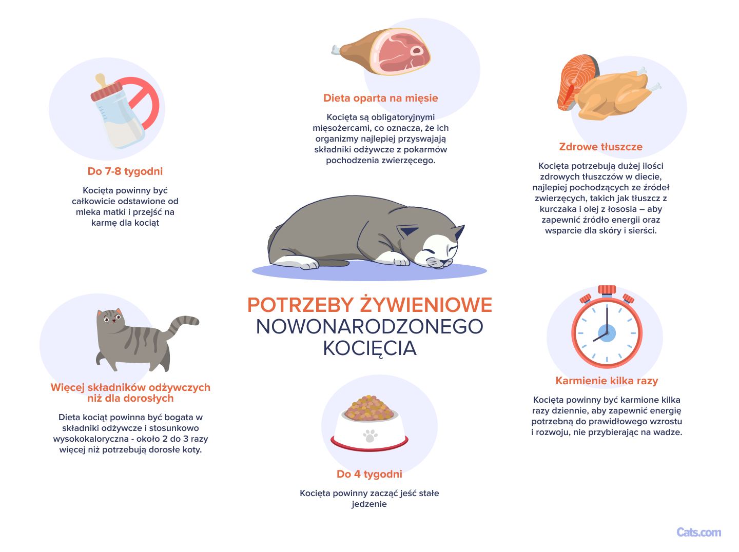 Obrazek dotyczący zrozumienia potrzeb żywieniowych nowonarodzonych kociąt.
