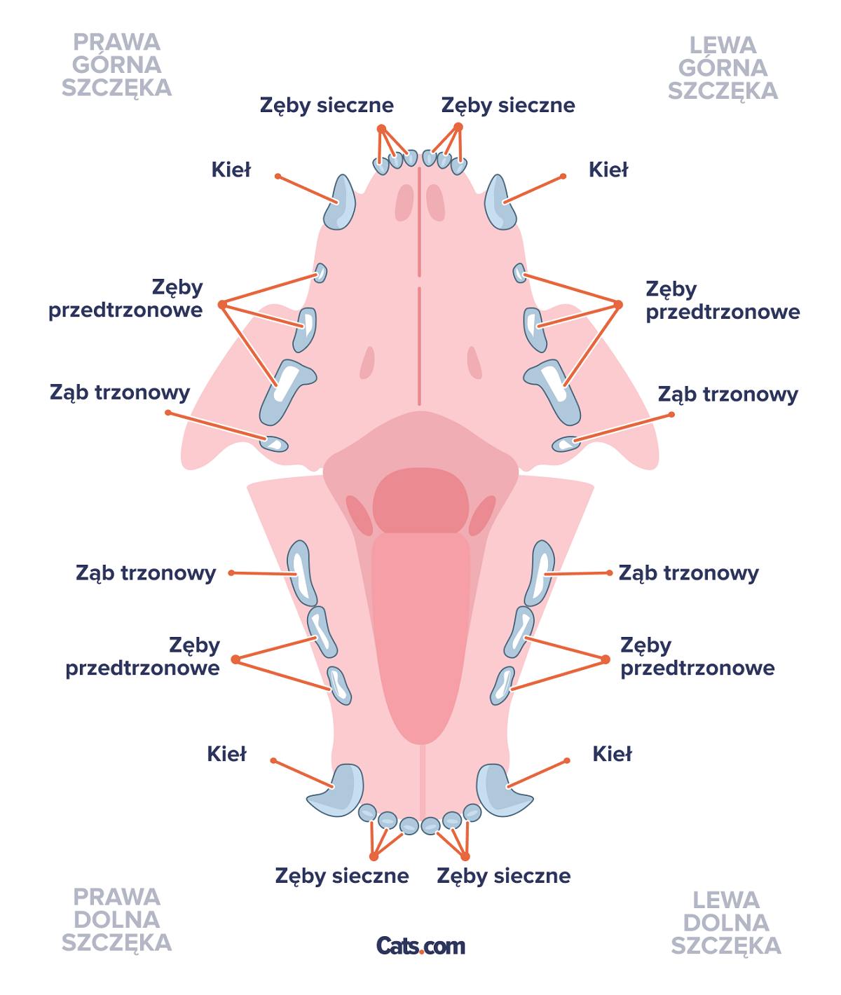 Zęby