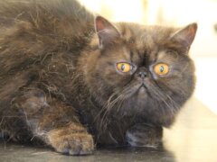 black Exotic Shorthair