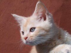 kitten with blue eyes