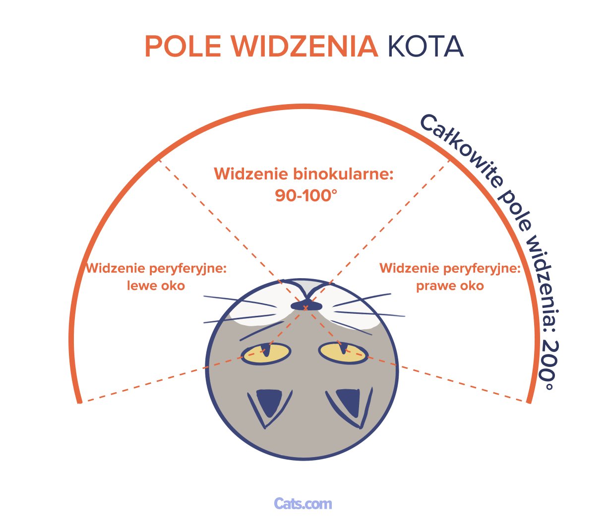 Pole widzenia