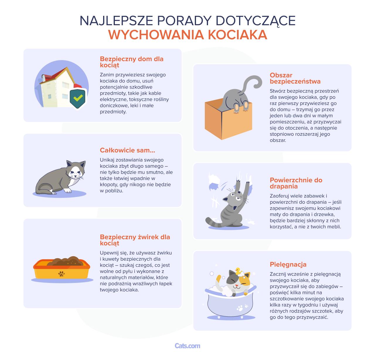 Obraz przedstawiający najlepsze wskazówki dotyczące wychowywania kociaka.