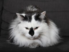 white cat with black patch